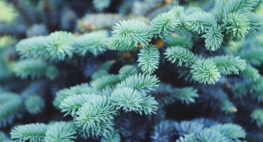 Smrková glauka globoza - elegantní chvojník na zahradu a chaty